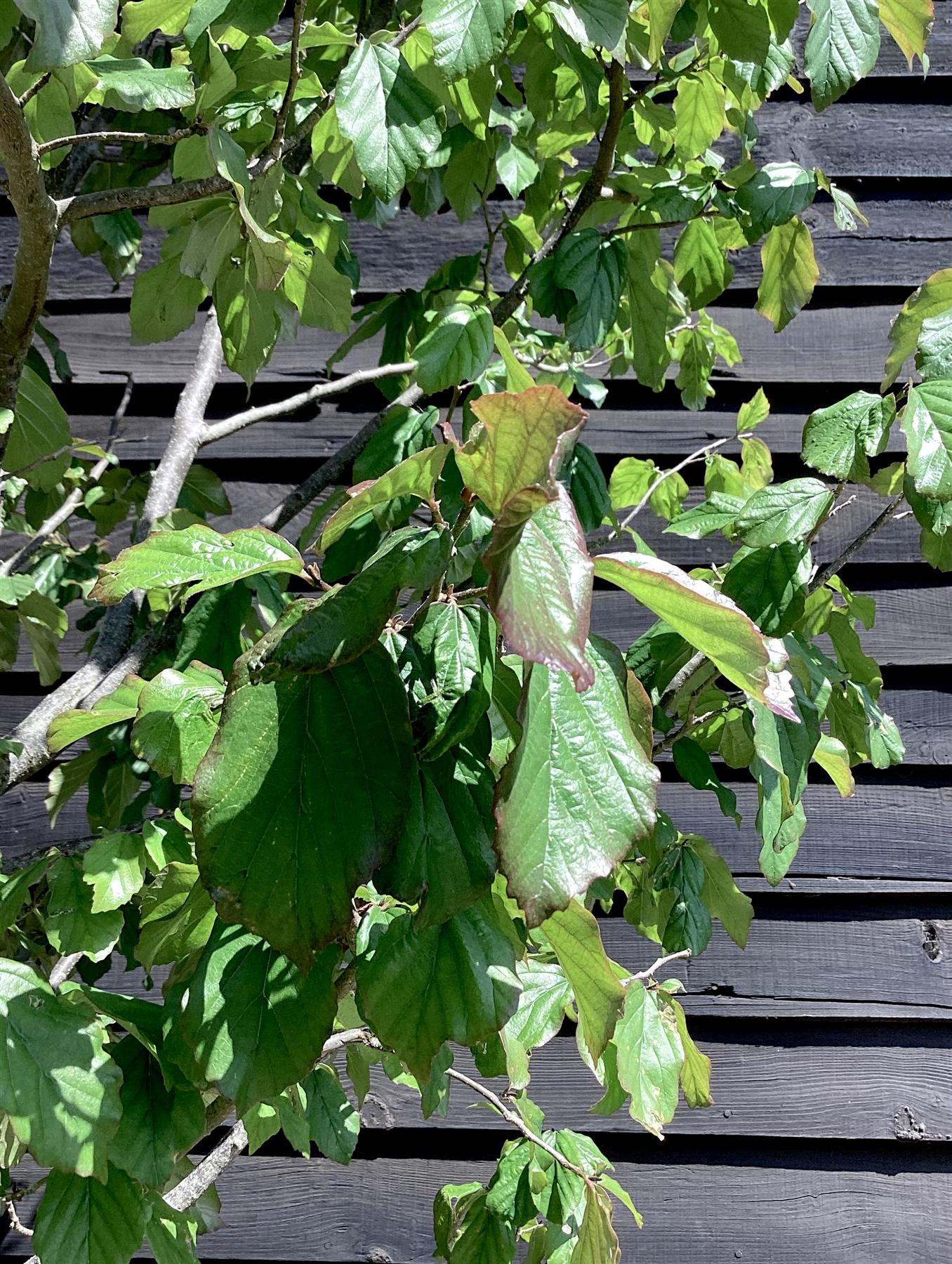 Parrotia Persica Multistem | Iron Tree - 400-420cm, 180lt