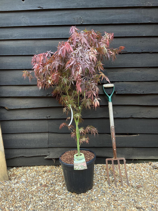 Acer palmatum 'Sumi-nagashi' | Japanese maple 'Sumi-nagashi' - Bushy - 100-150cm -20lt