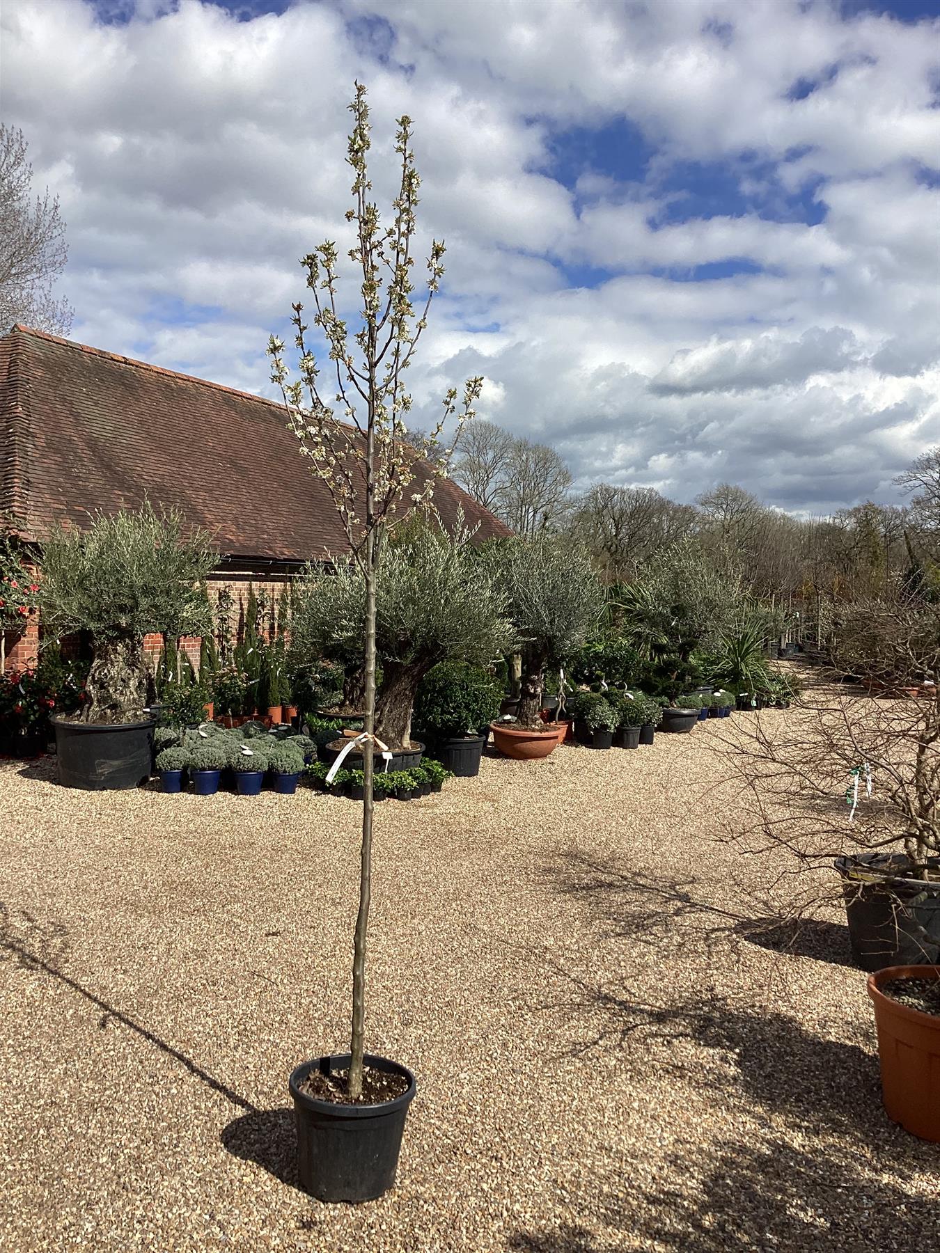 Pear - Pyrus calleryana 'Chanticleer' - 300-310cm, 35lt