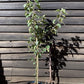 Apple tree 'Spartan' | Malus domestica - MM106 - Semi-Dwarfing - 150-160cm - 10lt