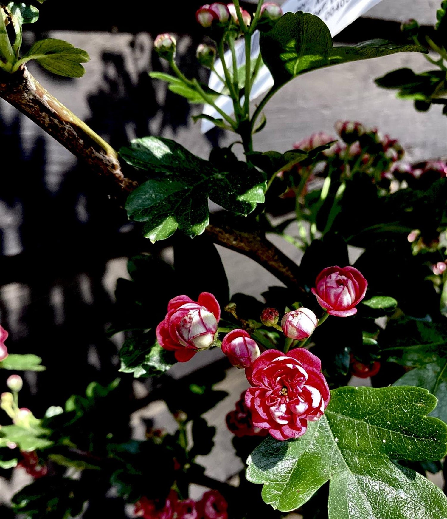 Crataegus Laevigata 'Paul's Scarlet' | Hawthorn 'Paul's Scarlet' - 200-220cm, 10lt