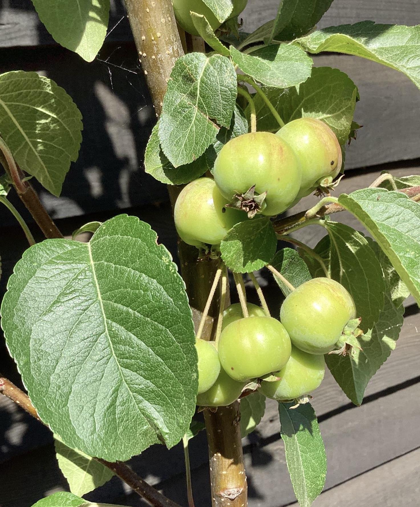 Malus 'Evereste' | Crab Apple Tree, Clear Stem - 170-190cm, 10lt