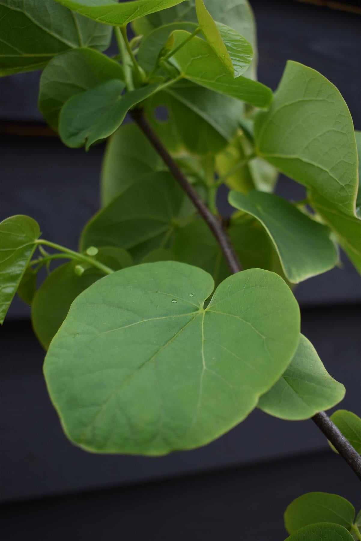 Cercis siliquastrum White Swan - Height 170-200cm - Bushy - 10lt