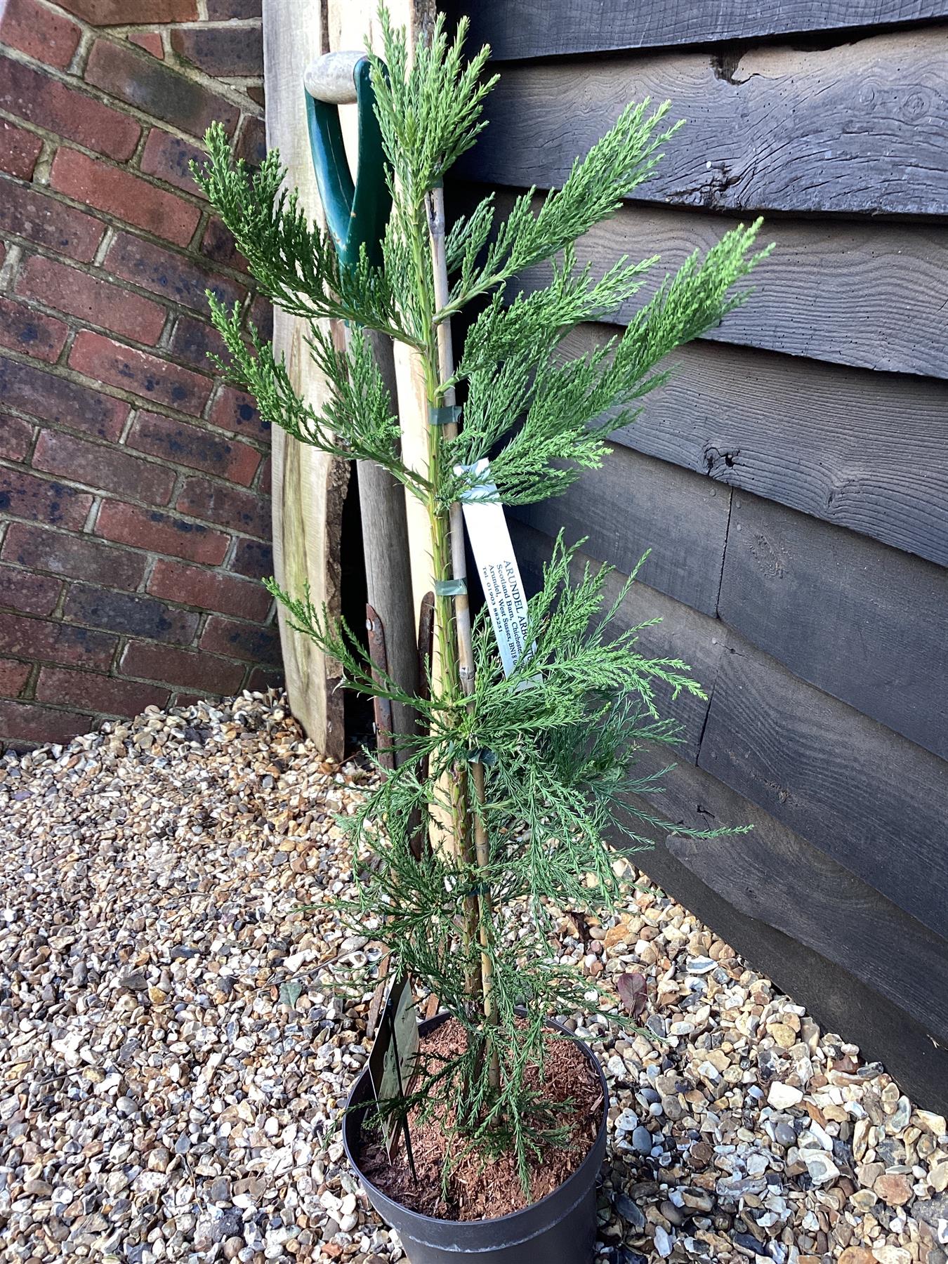 Sequoiadendron giganteum | Giant redwood - Height 80cm - Width 60-80cm - 5lt