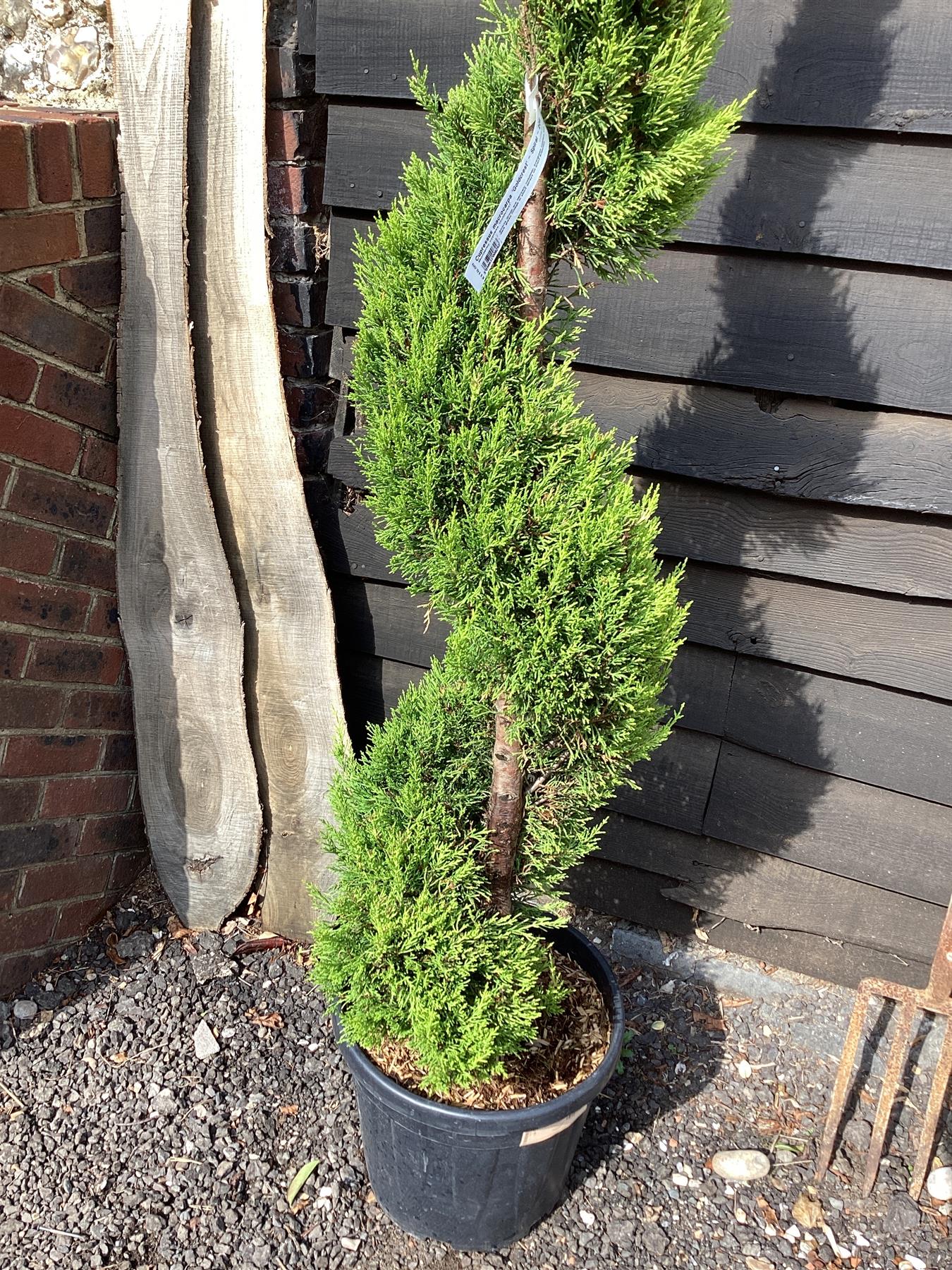 Cupressus macrocarpa 'Goldcrest' | Monterey cypress 'Goldcrest' - Spiral - 180-190cm, 20lt