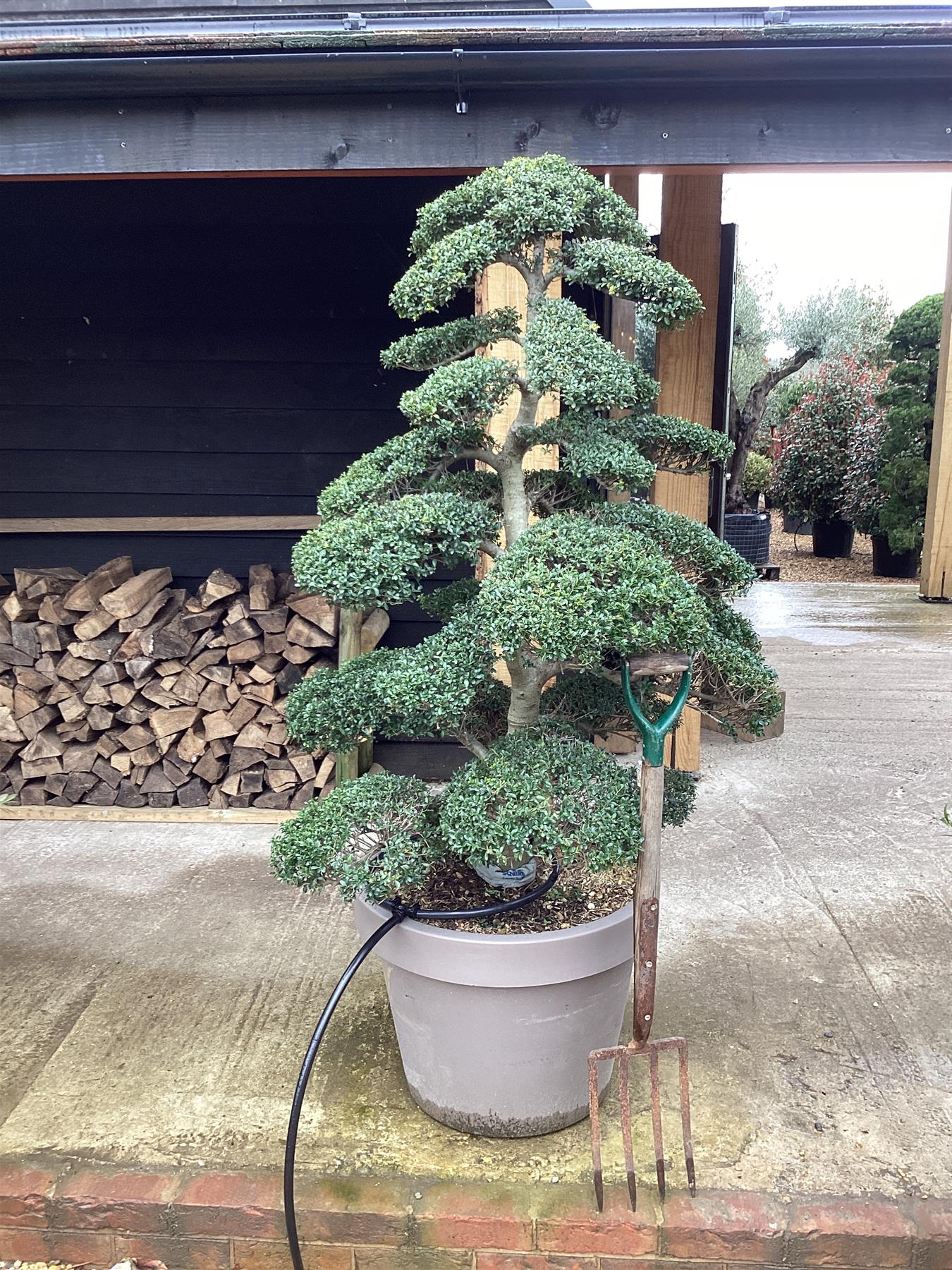 Ilex Crenata | Japanese Holly Bonsai Cloud Tree - Height 150-160cm Width 110cm, 33lt