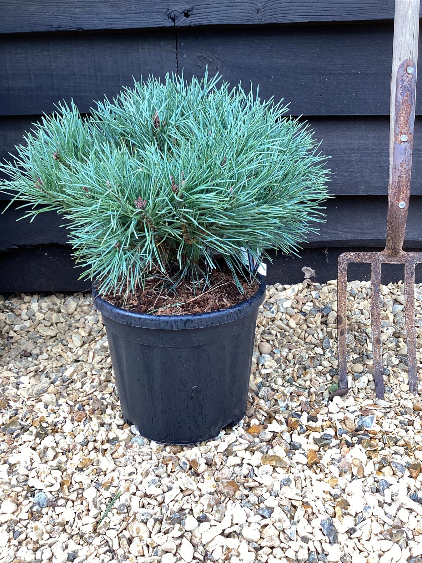 Pinus sylvestris 'Chantry Blue' - 45-55cm, 10lt