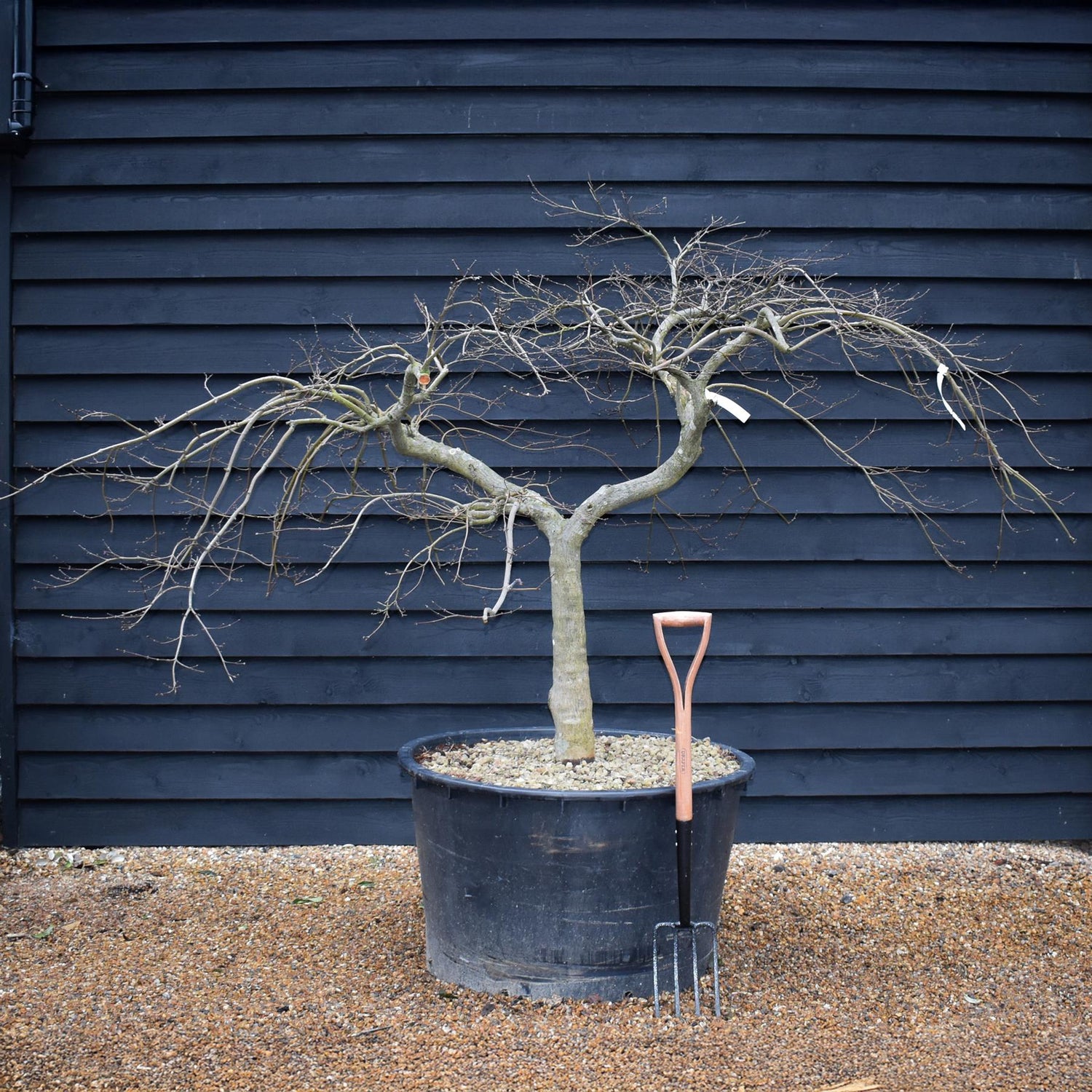 Acer palmatum dissectum | laceleaf Japanese maple -  Clear Stem 55cm - Height 130-140cm - 235lt