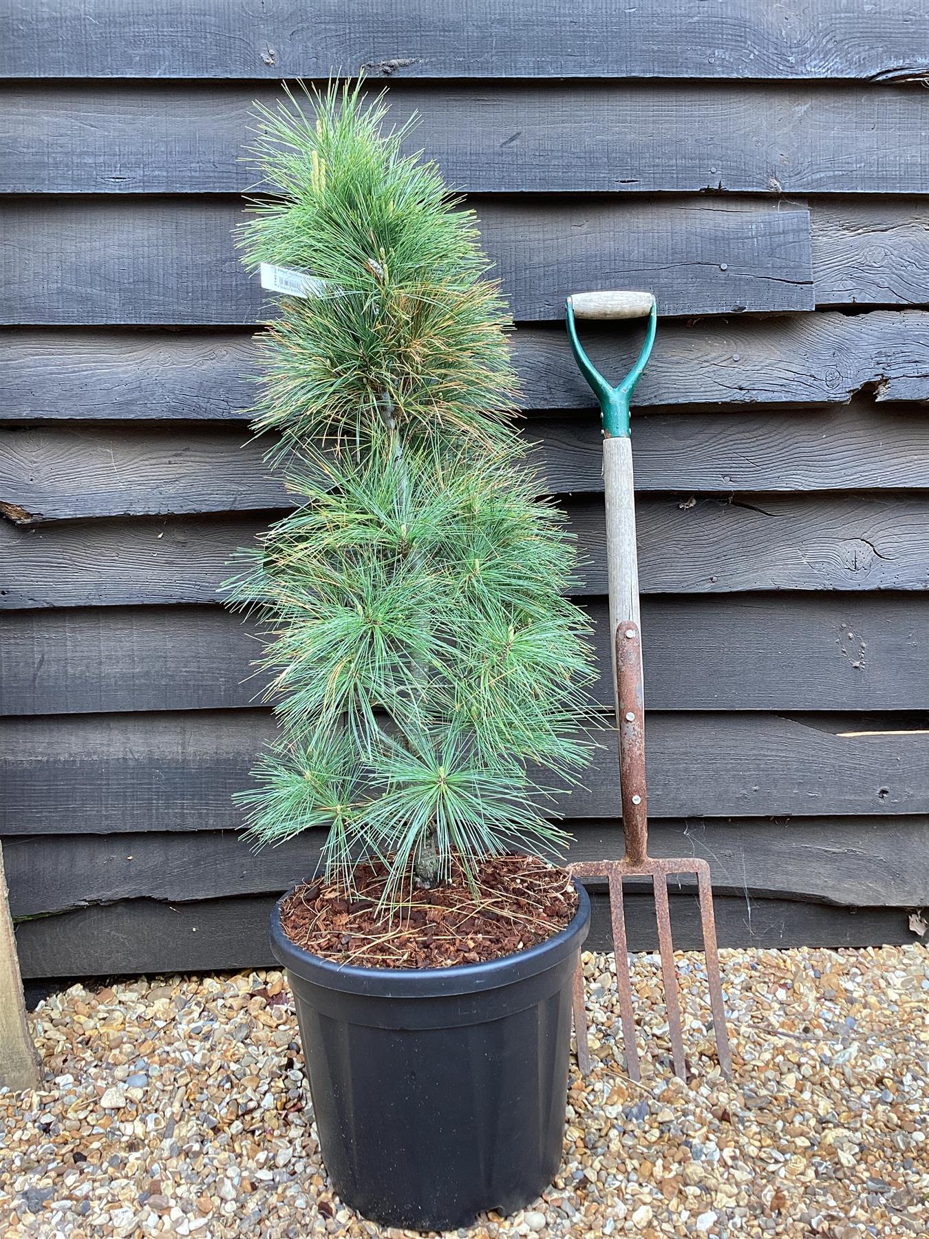 Pinus strobus 'Fastigiata' | Columnar Eastern White Pine - 100-120cm - 20lt