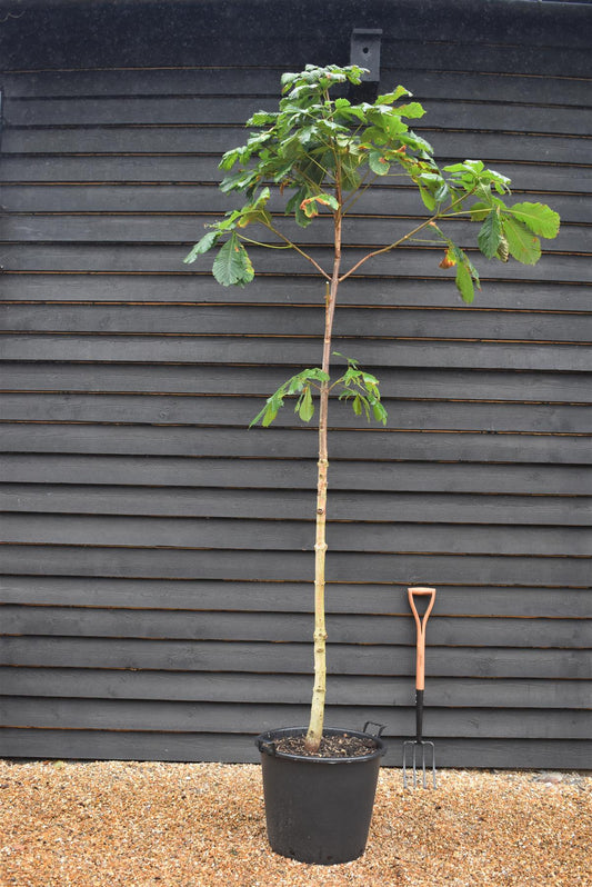 Aesculus hippocastanum | Horse Chestnut - Girth 10-12cm - 260-280cm - 70lt