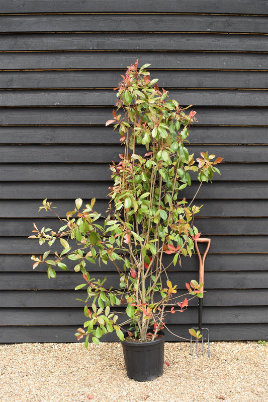 Photinia Red Robin  - 180/190cm, 25lt