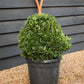 Euonymus 'Green Spire' Shrub - Ball - 70-80cm - 30lt