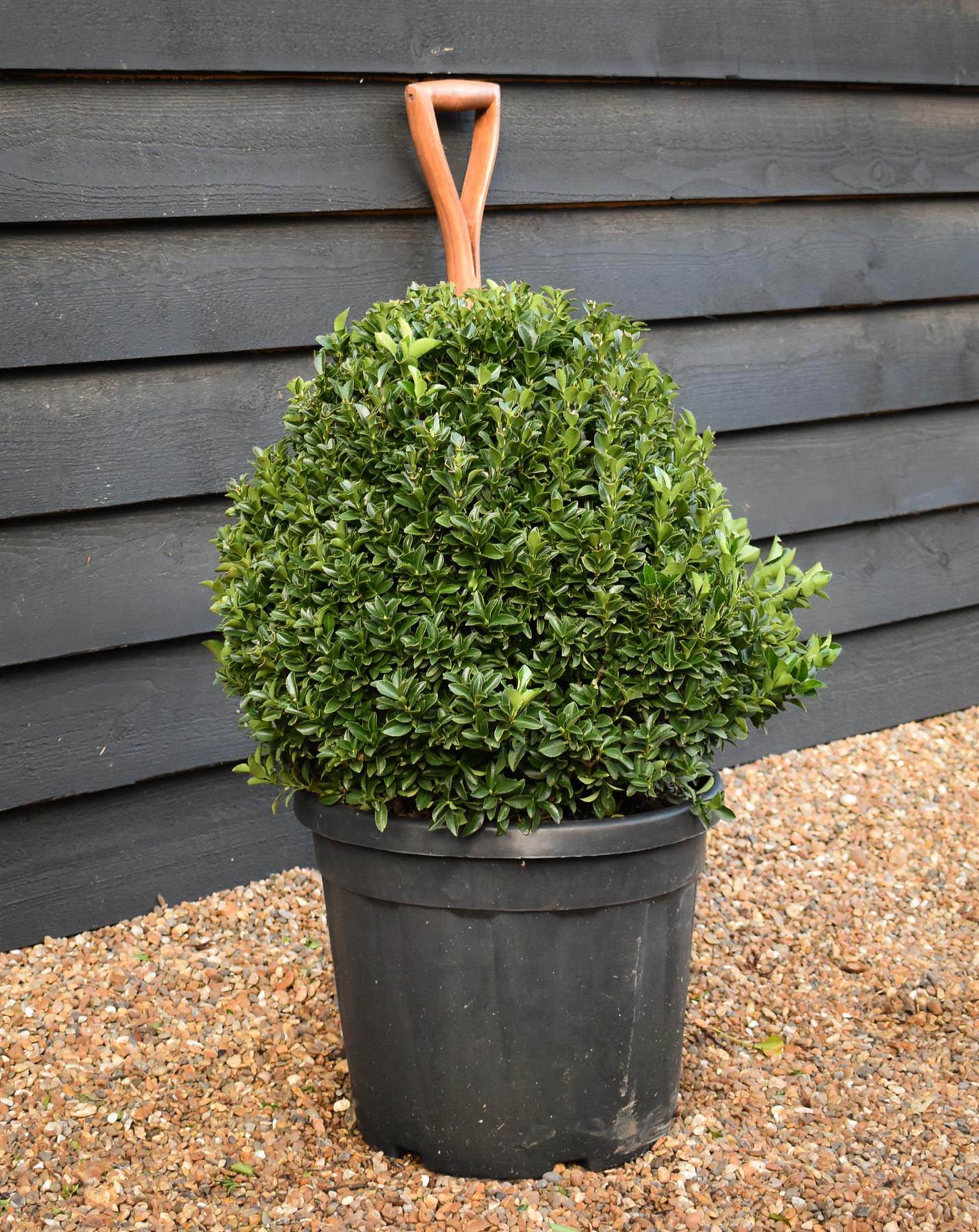 Euonymus 'Green Spire' Shrub - Ball - 70-80cm - 30lt