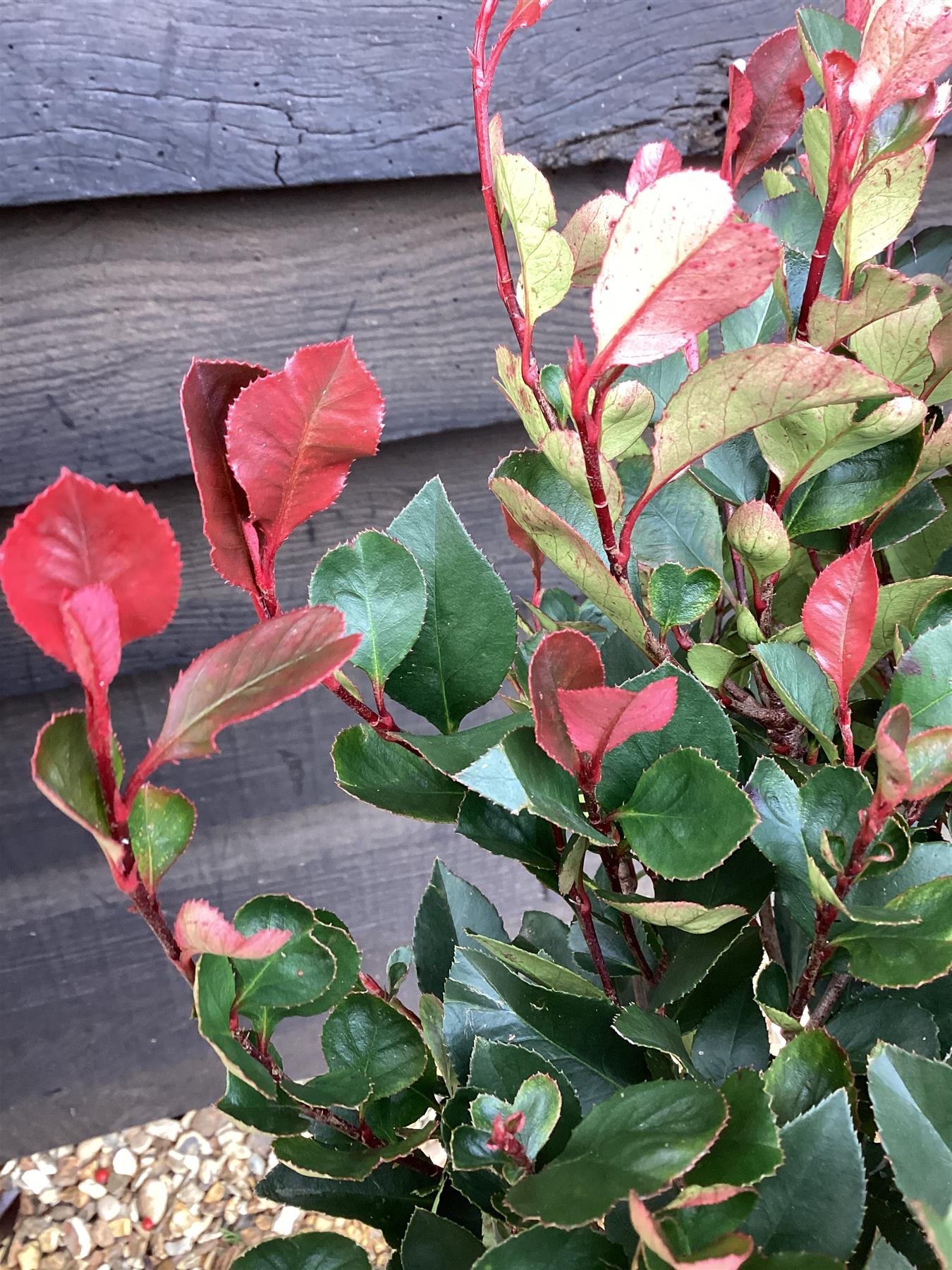 Photinia Robusta Compacta | Red-Leaf Photinia - Parachute - Height 140cm - 70lt