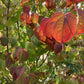 Cercidiphyllum japonicum | Japanese Katsura Tree - Height 140-220cm - 20lt