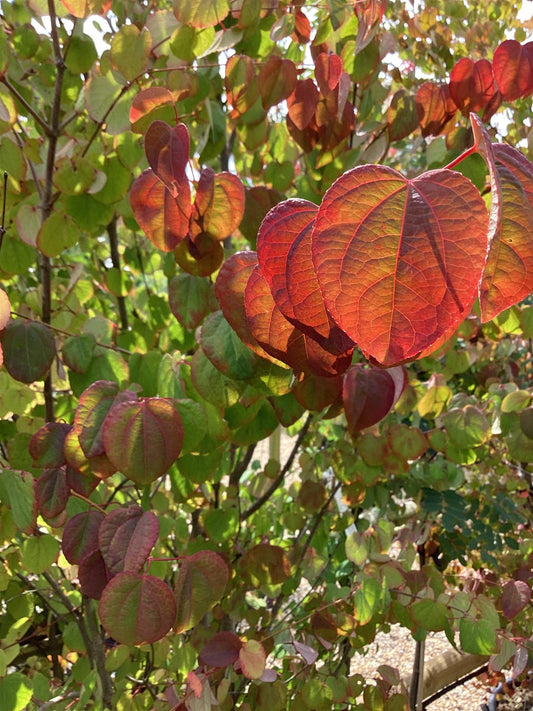 Cercidiphyllum japonicum | Japanese Katsura Tree - Height 140-220cm - 20lt