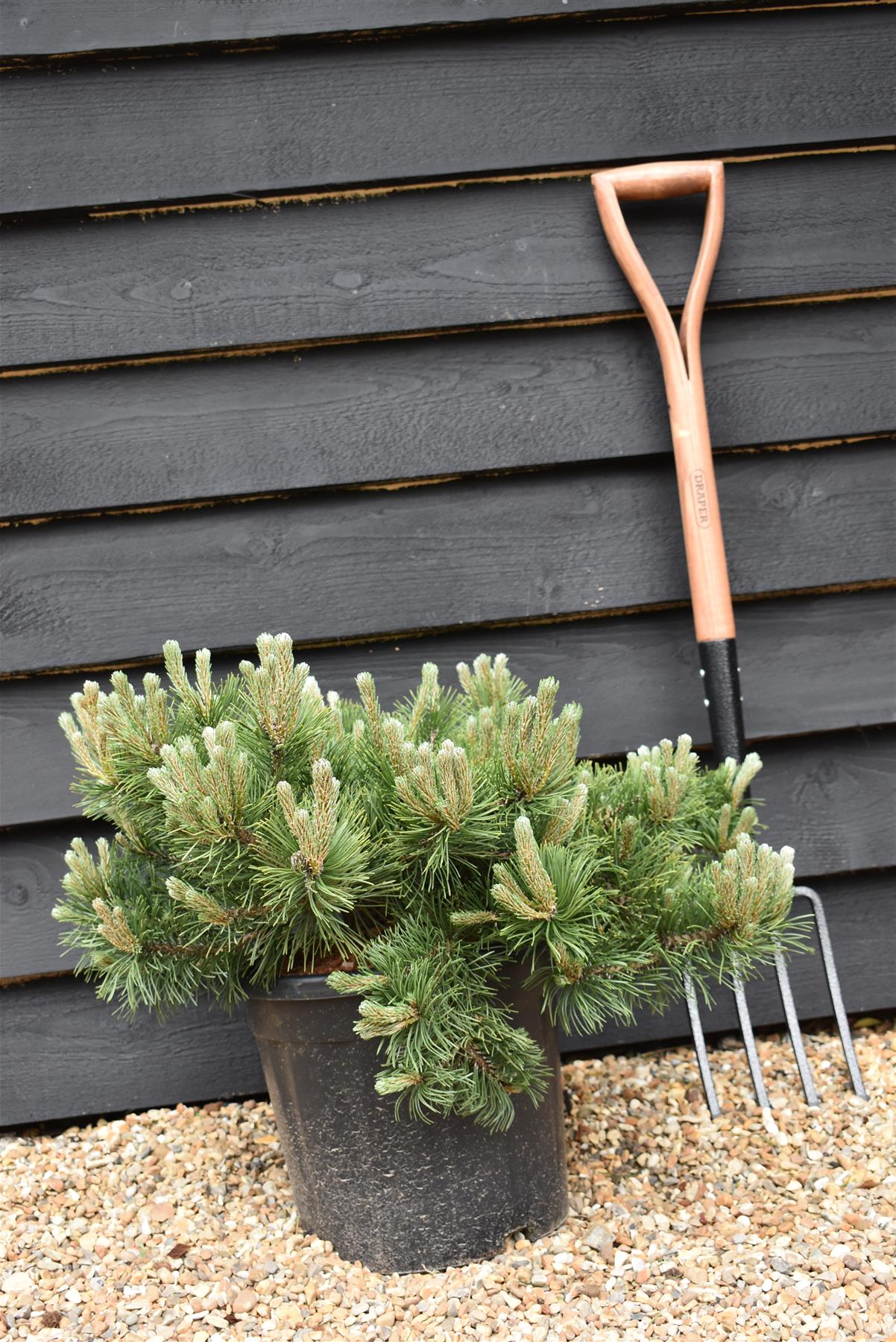 Pinus mugo 'Krauskopf' | Dwarf mountain pine - Height 70-80cm - Width 40cm - 18lt