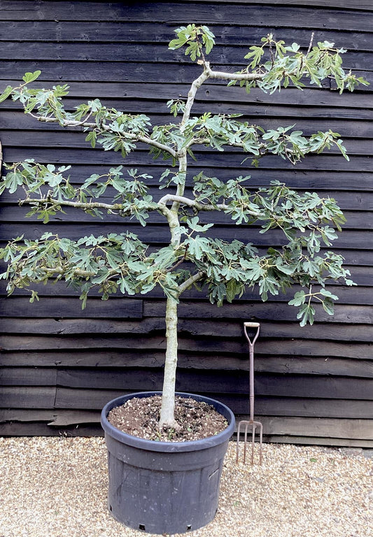 Fig - Ficus carica 'Brogiotto Bianco' - Large - Trained - Espalier - 230cm - 230lt