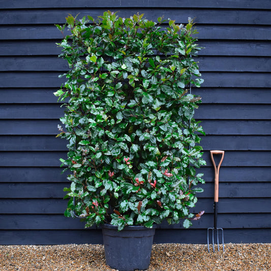 Photinia x fraseri Magical Volcano - Compacta - Metal Frame/Espalier - Height 150cm Width 100cm - 55lt