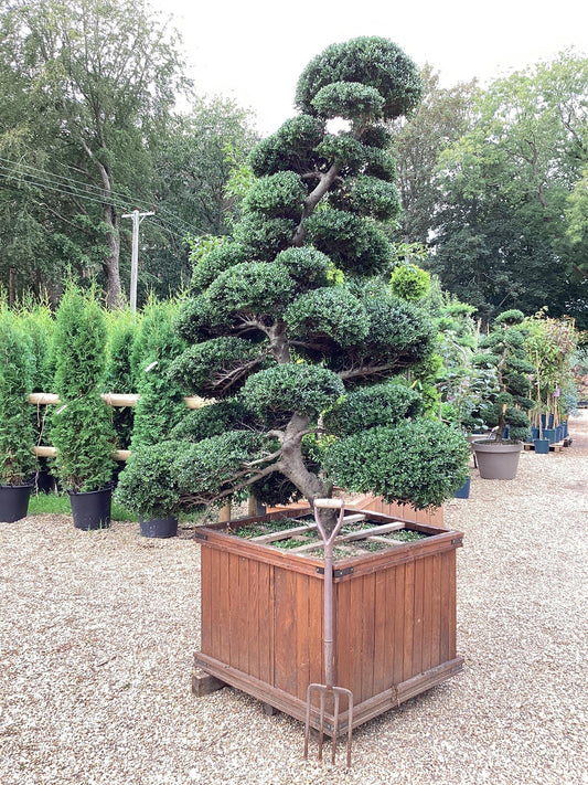 Ilex Crenata | Japanese Holly Cloud Tree - Large Mature Bonsai - 230cm - 30 Clouds - Approx 50 years old - 400lt Wooden Crate