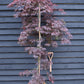 Acer palmatum 'Inaba-shidare' (Japanese maple) - 33lt