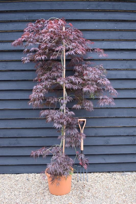 Acer palmatum 'Inaba-shidare' (Japanese maple) - 33lt