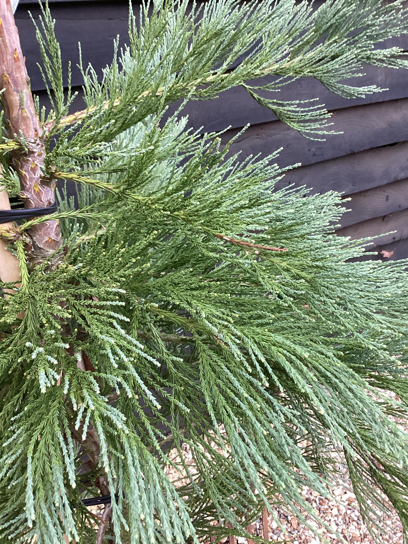 Sequoiadendron giganteum | Giant redwood - Height 175cm - Width 150-175cm - 55lt