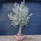 Olive Tree | Olea Europea - Specimen - Leaning trunk - Height 250-280 cm - Bowl 90lt