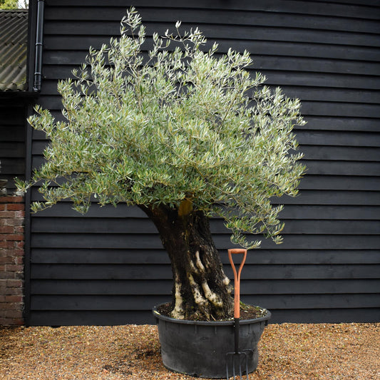 Olive Tree |  Olea Europea - Specimen - Leaning gnarly - Trunk height 80cm - Height 180-200cm - Girth 115cm - 240lt