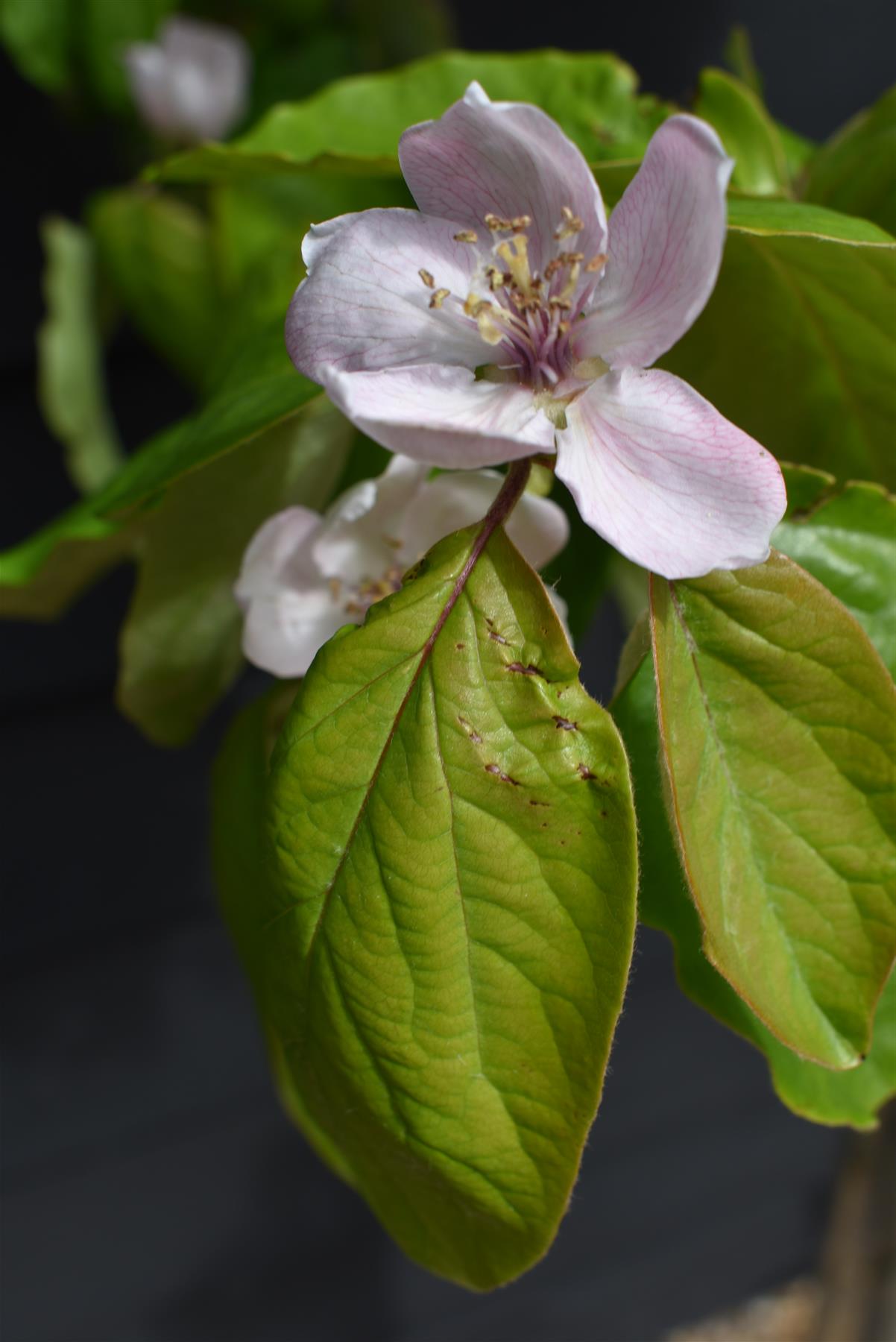 Quince 'Vranja' | Cydonia oblonga 'Vranja' - 150-160cm - 12lt