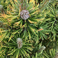 Pinus mugo 'Carsten's Wintergold' - Height 75cm - Width 40-50cm - 25lt
