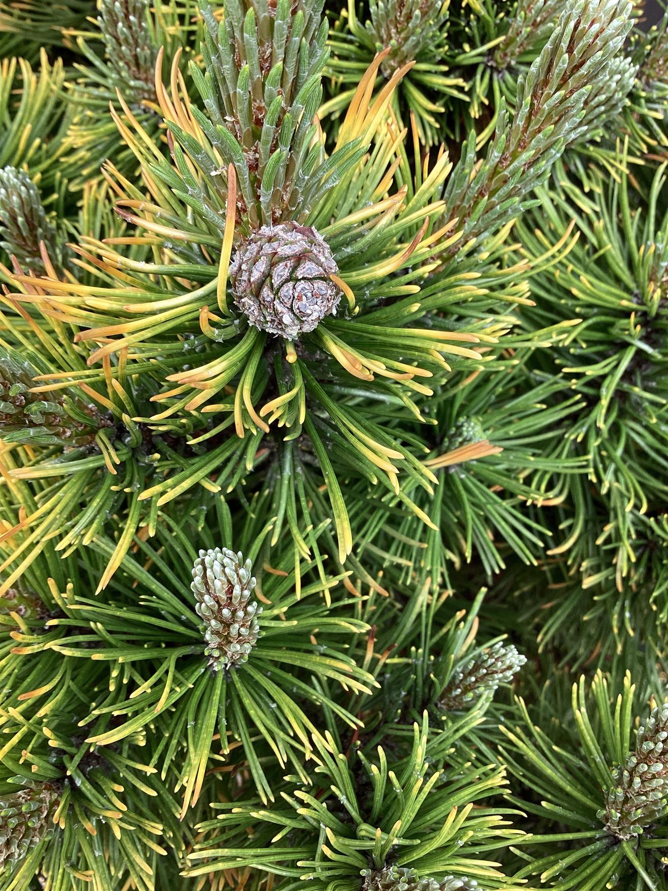 Pinus mugo 'Carsten's Wintergold' - Height 75cm - Width 40-50cm - 25lt