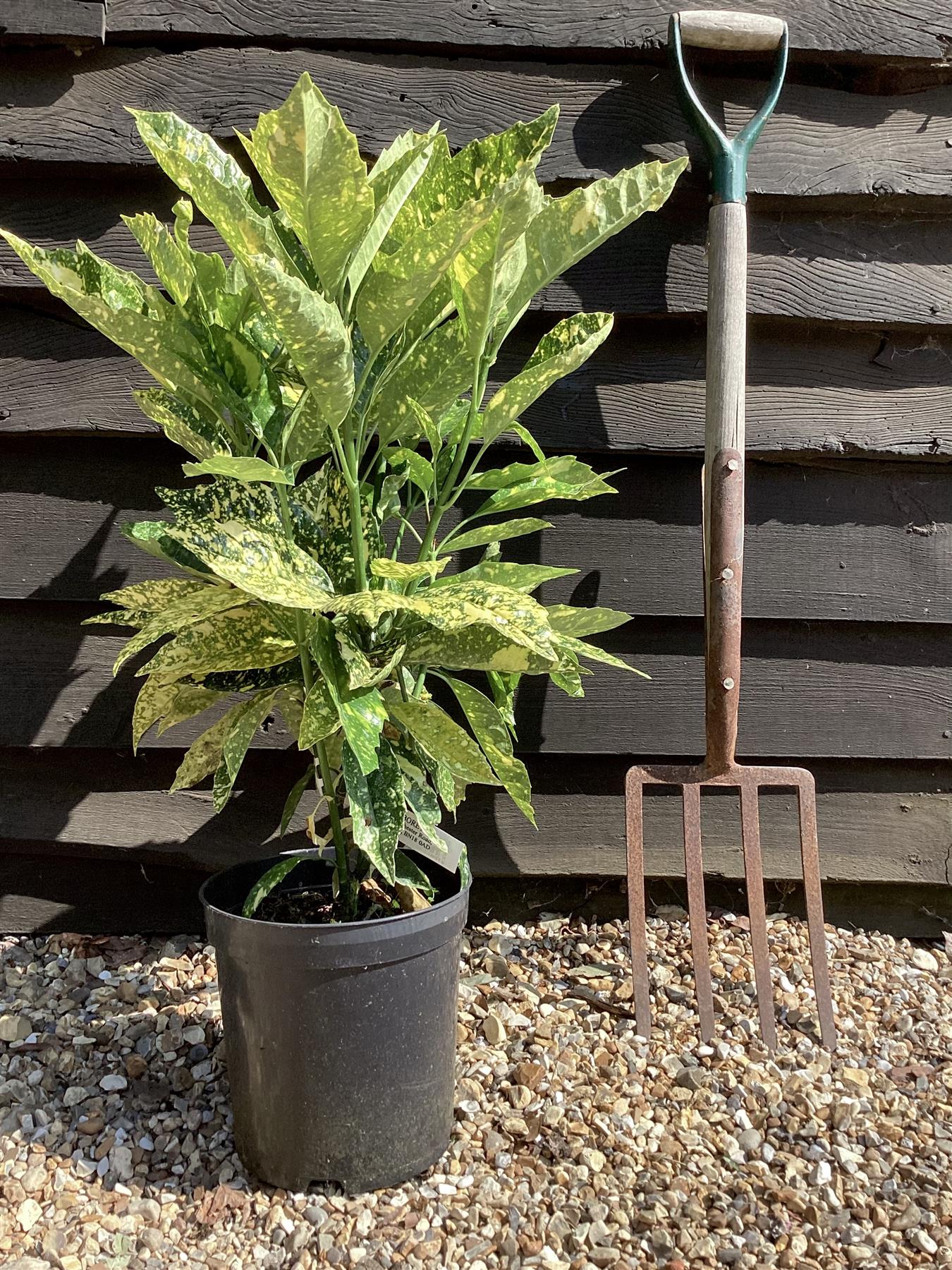 Aucuba japonica 'Mr Goldstrike' - 30-50cm, 5lt