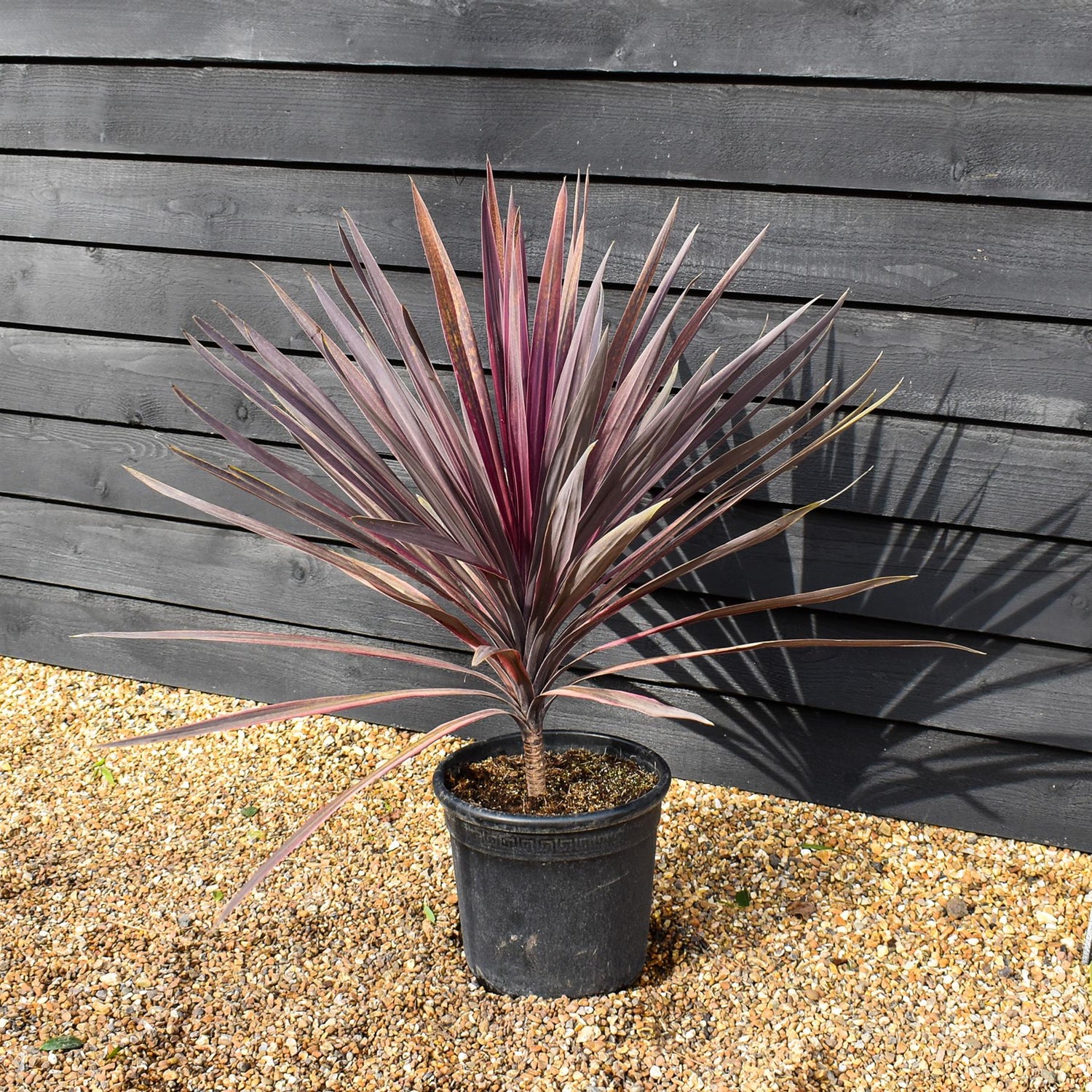 Cordyline australis 'Paso Doble' | Cabbage Palm Purple Creamy - Stem 10-20cm - Height 70-80cm - 15lt