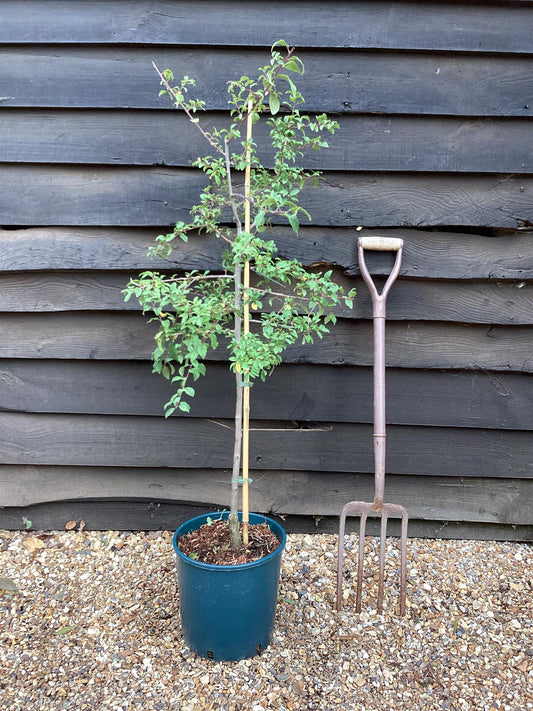 Damson 'Farleigh' on Myrobalan| Prunus insititia - Semi-Vigorous - 120-130cm - 12lt