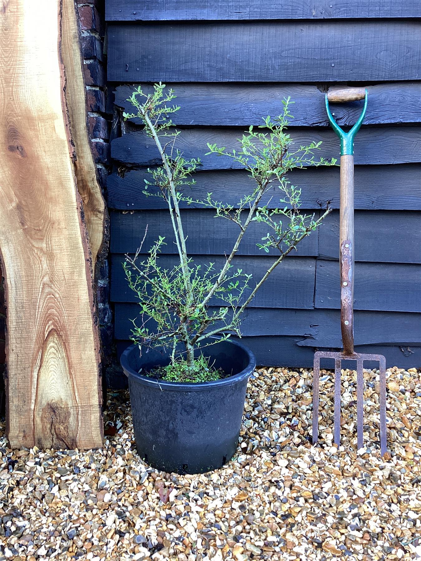 Ceanothus 'Italian Skies' - 90-150cm, 20lt