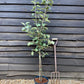 Apple tree 'Bramley's Seedling' | Malus domestica - MM106 - Semi-Dwarfing - Height 150-160cm - 20lt