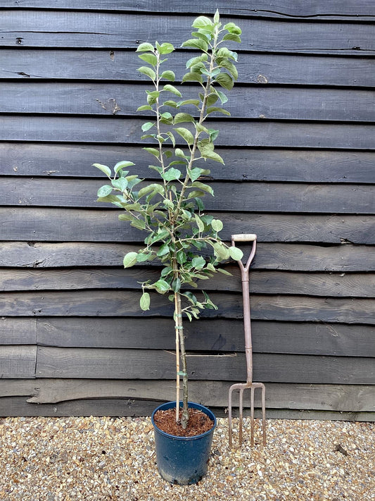 Apple tree 'Bramley's Seedling' | Malus domestica - MM106 - Semi-Dwarfing - Height 150-160cm - 20lt