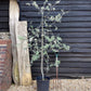 Pyrus salicifolia 'Pendula' - 200-250cm, 10lt