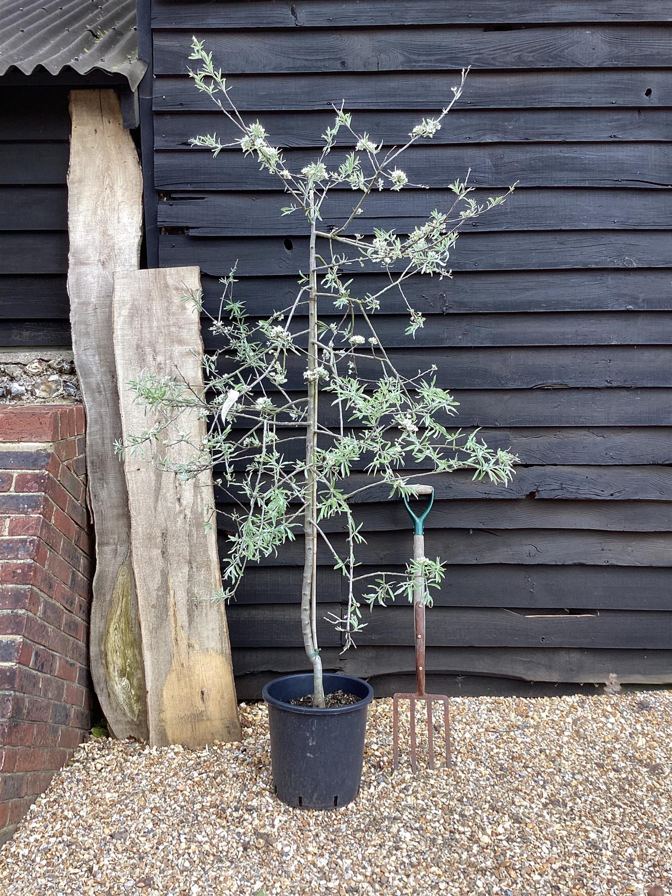 Pyrus salicifolia 'Pendula' - 200-250cm, 10lt