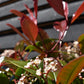 Photinia Red Robin | Christmas berry 'Red Robin' - 1/2 std Clear Stem - 170-190cm, 30lt