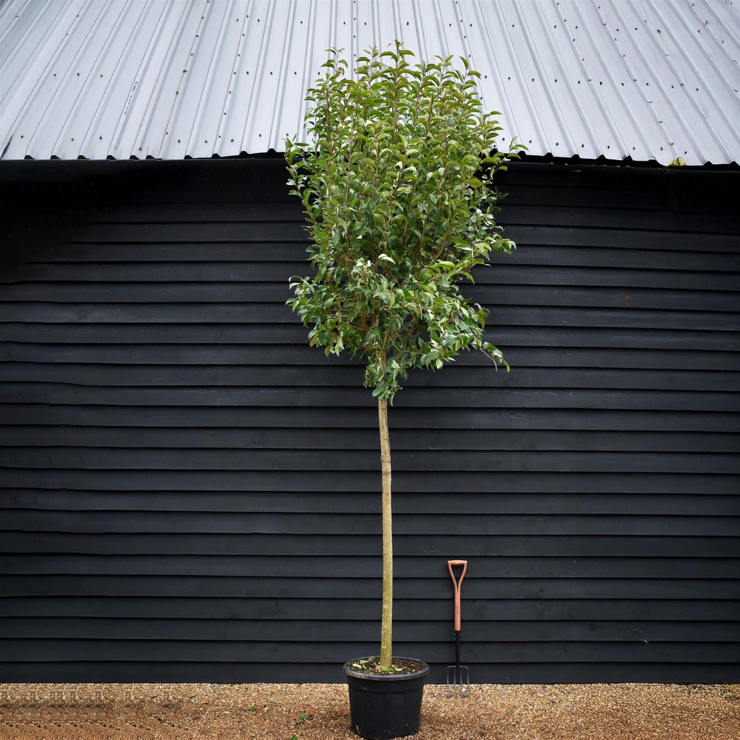 Ligustrum japonicum Standard | Japanese Privet Tree - Clear Stem 180cm - Girth 18-20cms - Height 380-400cm - 90lt