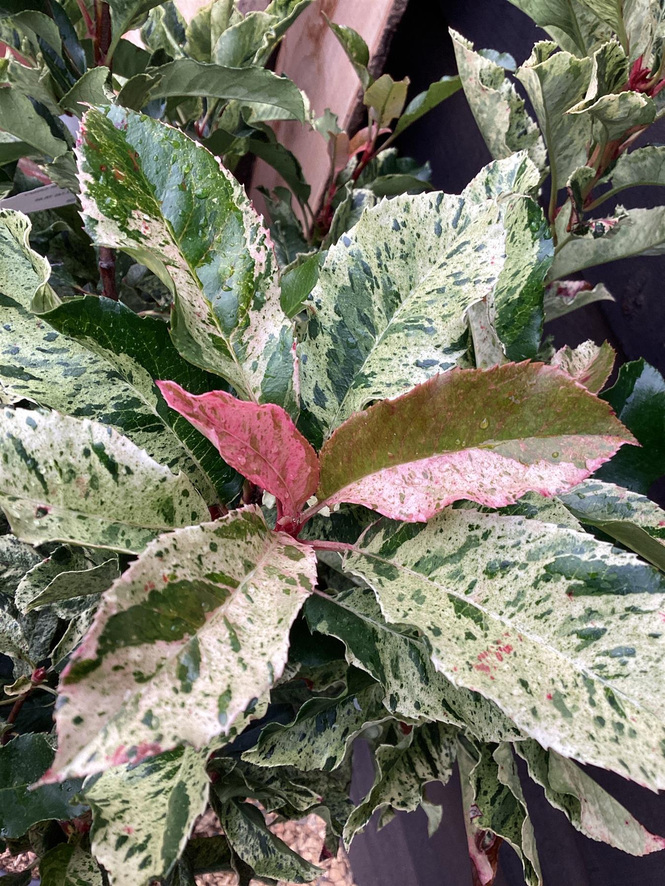 Photinia serratifolia Pink Crispy | Chinese Hawthorn ‘Pink Crispy’ - 1/2 Std - 30lt