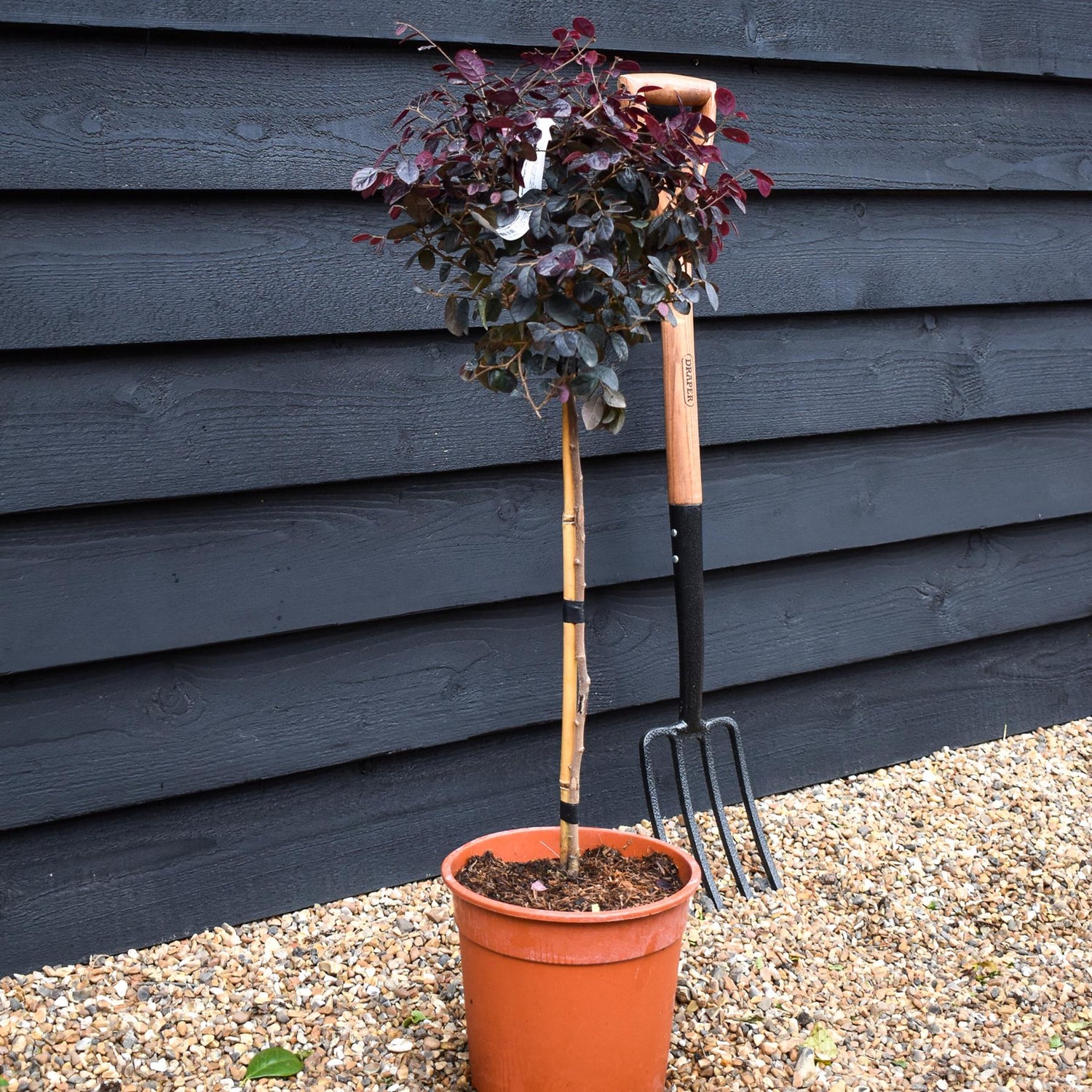 Loropetalum chinense 'Ever Red' | Chinese Fringe Flower -  Clear Ministem - Height 100cm - 7lt