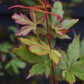 Acer palmatum 'Red Wine' | Japanese Maple - Bushy - 110-140cm - 15lt