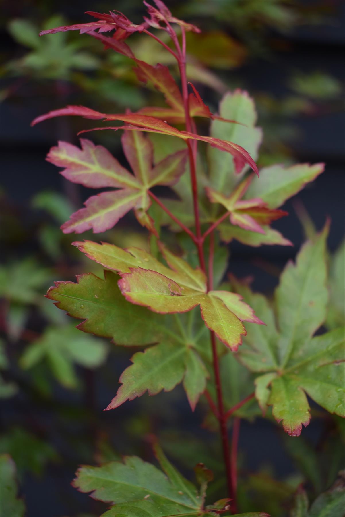 Acer palmatum 'Red Wine' | Japanese Maple - Bushy - 110-140cm - 15lt