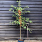 Crab apple | Malus Gorgeous  - 160-180cm - 12lt