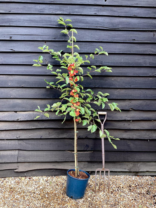 Crab apple | Malus Gorgeous  - 160-180cm - 12lt