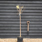 Indian bean tree | Catalpa Bungei - Clear Stem - 100-120cm - Top Graft - Height 190-210cm - 18lt