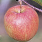 Apple tree 'Red Falstaff' | Malus domestica - M27 - Ultra-Dwarfing - 130-140cm - 10lt